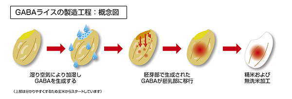 GABAライスの製造工程：概念図