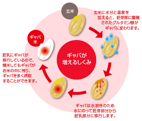 ギャバが増えるしくみ